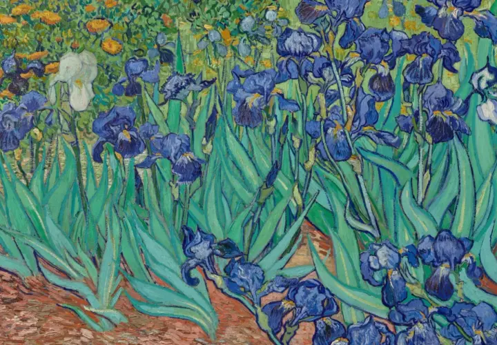 Wśród zieleni i żółtych kwiatów, niebieskie irysy Van Gogha, jedne z jego najsłynniejszych obrazów, rozkwitają w pełnej krasie.