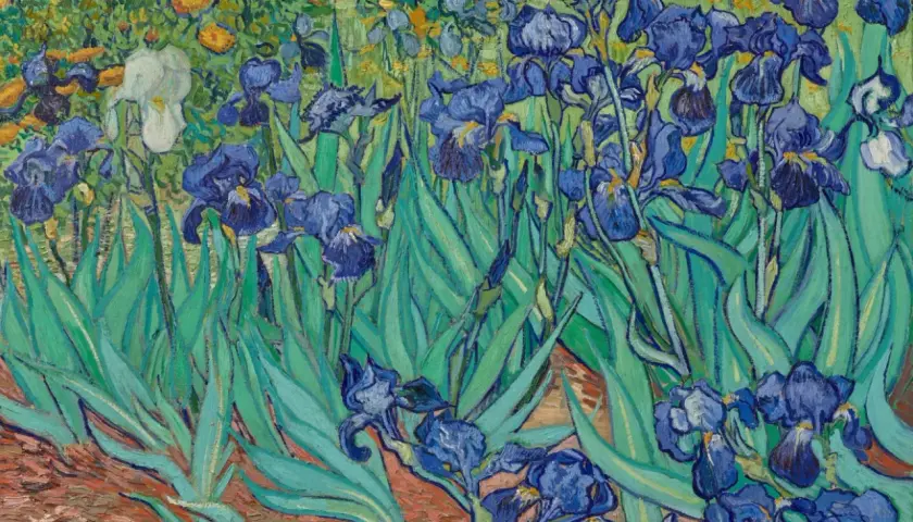 Wśród zieleni i żółtych kwiatów, niebieskie irysy Van Gogha, jedne z jego najsłynniejszych obrazów, rozkwitają w pełnej krasie.